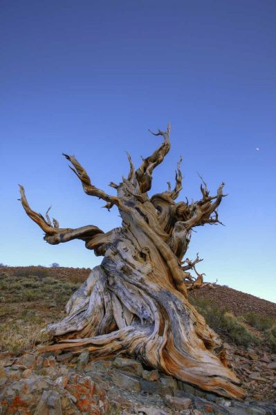 CA, White Mts Ancient bristlecone pine tree